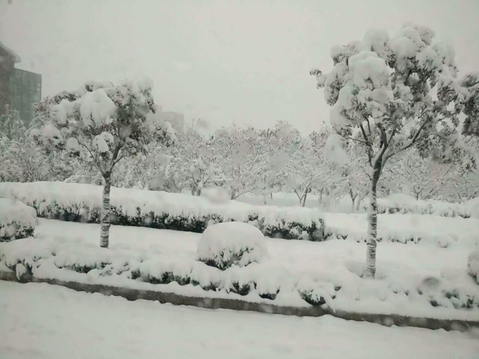瑞雪兆豐年，踏雪沃爾華