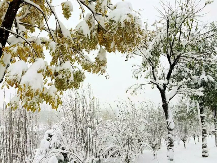 瑞雪兆豐年，踏雪沃爾華